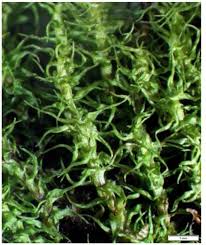 Attēlu rezultāti vaicājumam “Gymnostomum aeruginosum”