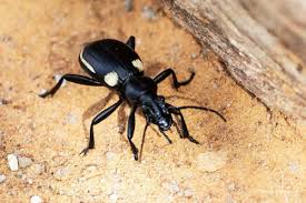 Attēlu rezultāti vaicājumam “Calodromius spilotus”