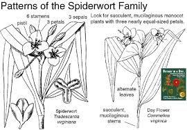 Attēlu rezultāti vaicājumam “Commelinaceae”