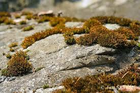 Attēlu rezultāti vaicājumam “Orthotrichum anomalum”