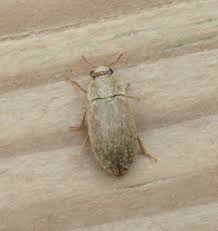 Attēlu rezultāti vaicājumam “Byturus ochraceus”