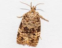 Attēlu rezultāti vaicājumam “Dichelia histrionana”