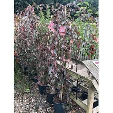 Attēlu rezultāti vaicājumam “Malus purpurea”