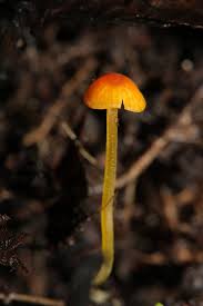 Attēlu rezultāti vaicājumam “Mycena acicula”