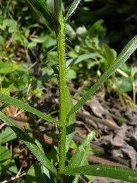 Attēlu rezultāti vaicājumam “Stemonaria irregularis young”