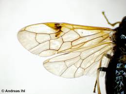 Attēlu rezultāti vaicājumam “Arge ustulata”