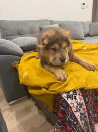 Image result for Llantrisant Tkd