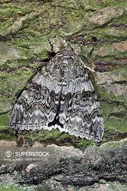 Attēlu rezultāti vaicājumam “Catocala nupta”