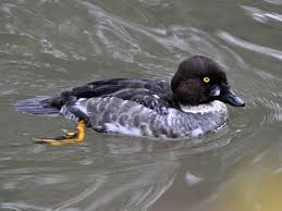 Attēlu rezultāti vaicājumam “Bucephala clangula juvenile”