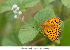 Attēlu rezultāti vaicājumam “Brenthis daphne upperside”