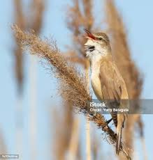 Image result for Acrocephalus arundinaceus