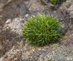 Attēlu rezultāti vaicājumam “Grimmia muehlenbeckii”