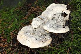 Attēlu rezultāti vaicājumam “Postia fragilis”