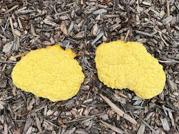 Attēlu rezultāti vaicājumam “Diachea dictyospora (syn. Craterium dictyosporum) spores”