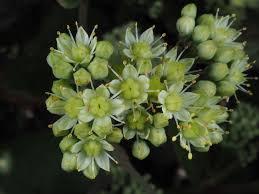 Attēlu rezultāti vaicājumam “Hylotelephium telephium bud”