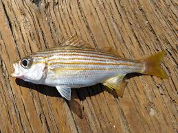 Image result for Mylopharodon conocephalus