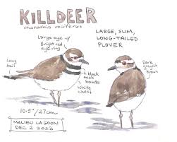 Image result for Charadrius vociferus