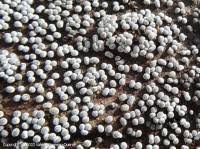 Attēlu rezultāti vaicājumam “Badhamia panicea”