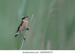 Attēlu rezultāti vaicājumam “Saxicola rubetra adult”