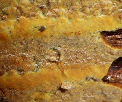 Attēlu rezultāti vaicājumam “Crustoderma dryinum”