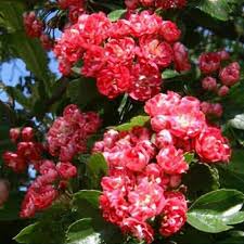 Attēlu rezultāti vaicājumam “Crataegus x macrocarpa”