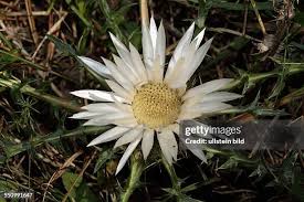 Image result for Silberdistel