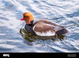 Image result for Netta rufina