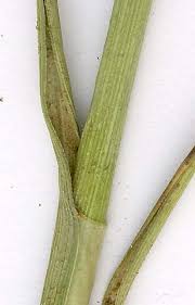 Attēlu rezultāti vaicājumam “Carex arenaria  leaf”