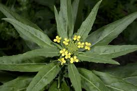 Attēlu rezultāti vaicājumam “Erysimum cheiranthoides leaf”