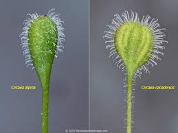 Attēlu rezultāti vaicājumam “Circaea alpina leaf”