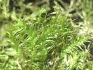 Attēlu rezultāti vaicājumam “Plagiothecium latebricola”