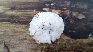 Attēlu rezultāti vaicājumam “Reticularia sp.”