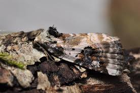 Attēlu rezultāti vaicājumam “Pseudeustrotia candidula”