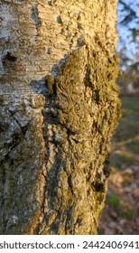 Attēlu rezultāti vaicājumam “Pleurococcus vulgaris”