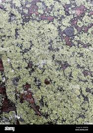 Attēlu rezultāti vaicājumam “Rhizocarpon geographicum”