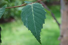 Attēlu rezultāti vaicājumam “Betula humilis leaf”
