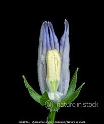 Attēlu rezultāti vaicājumam “Campanula persicifolia bud”