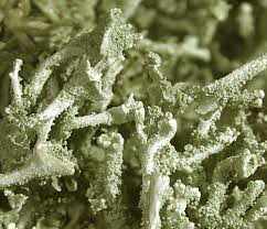 Attēlu rezultāti vaicājumam “Cladonia ramulosa”