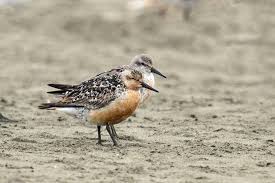 Attēlu rezultāti vaicājumam “Calidris canutus adult”