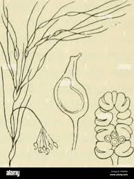 Attēlu rezultāti vaicājumam “Najadaceae”