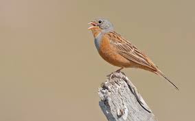 Image result for Emberiza caesia
