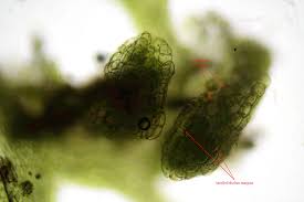 Attēlu rezultāti vaicājumam “Riccardia palmata”