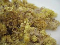 Attēlu rezultāti vaicājumam “Helichrysum arenarium leaf”