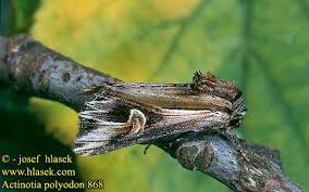 Attēlu rezultāti vaicājumam “Actinotia polyodon”