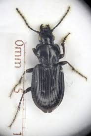 Attēlu rezultāti vaicājumam “Pterostichus quadrifoveolatus”