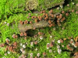 Attēlu rezultāti vaicājumam “Cribraria sp.”