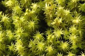 Attēlu rezultāti vaicājumam “Barbula unguiculata”