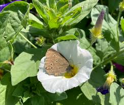 Attēlu rezultāti vaicājumam “Aphantopus hyperantus”