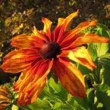 Attēlu rezultāti vaicājumam “Rudbeckia hirta var. pulcherrima flower”