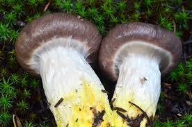 Attēlu rezultāti vaicājumam “Gomphidius glutinosus”